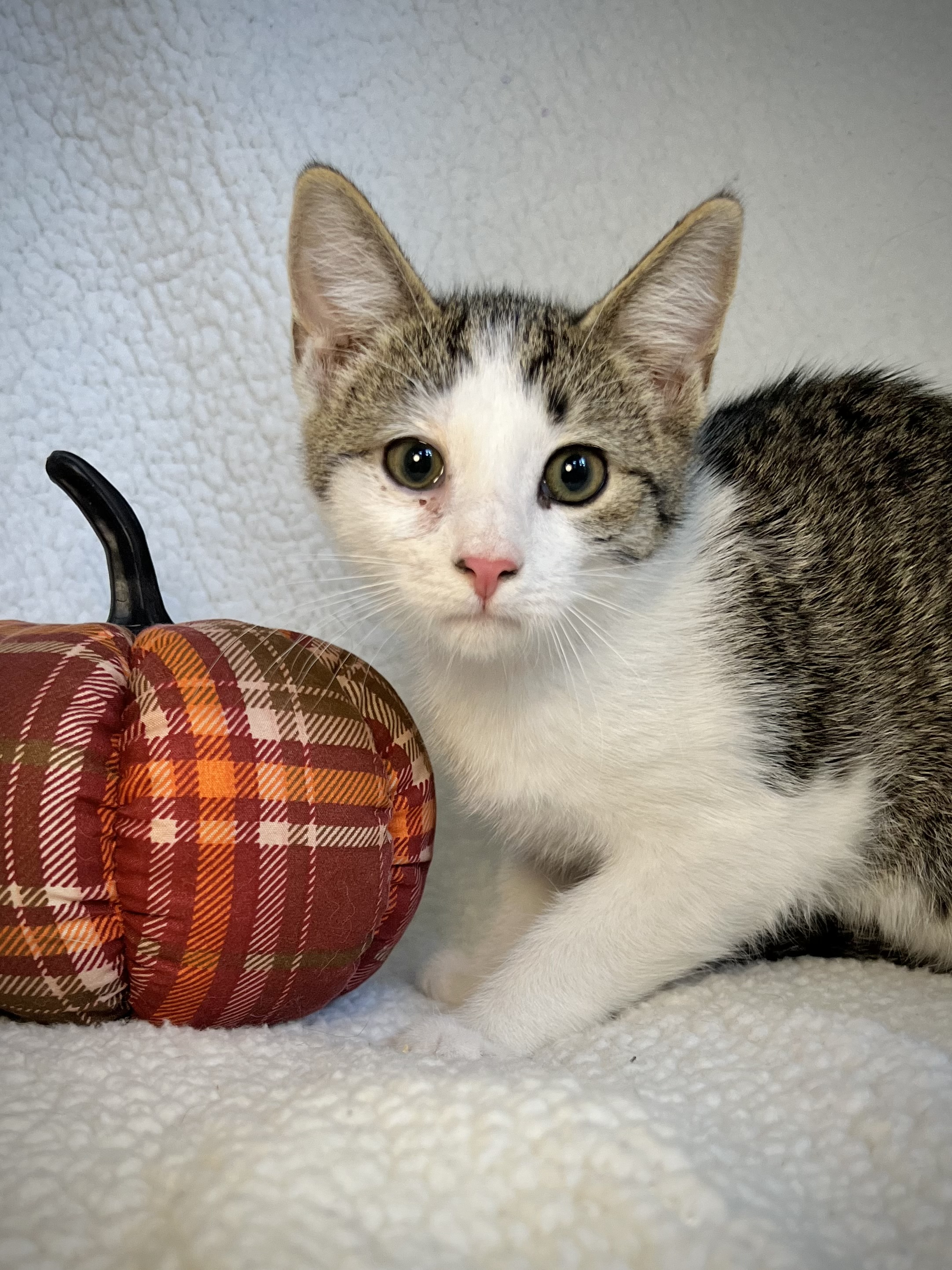 Snow, a Adoptable mixed breed in Greensboro, NC image 2/4