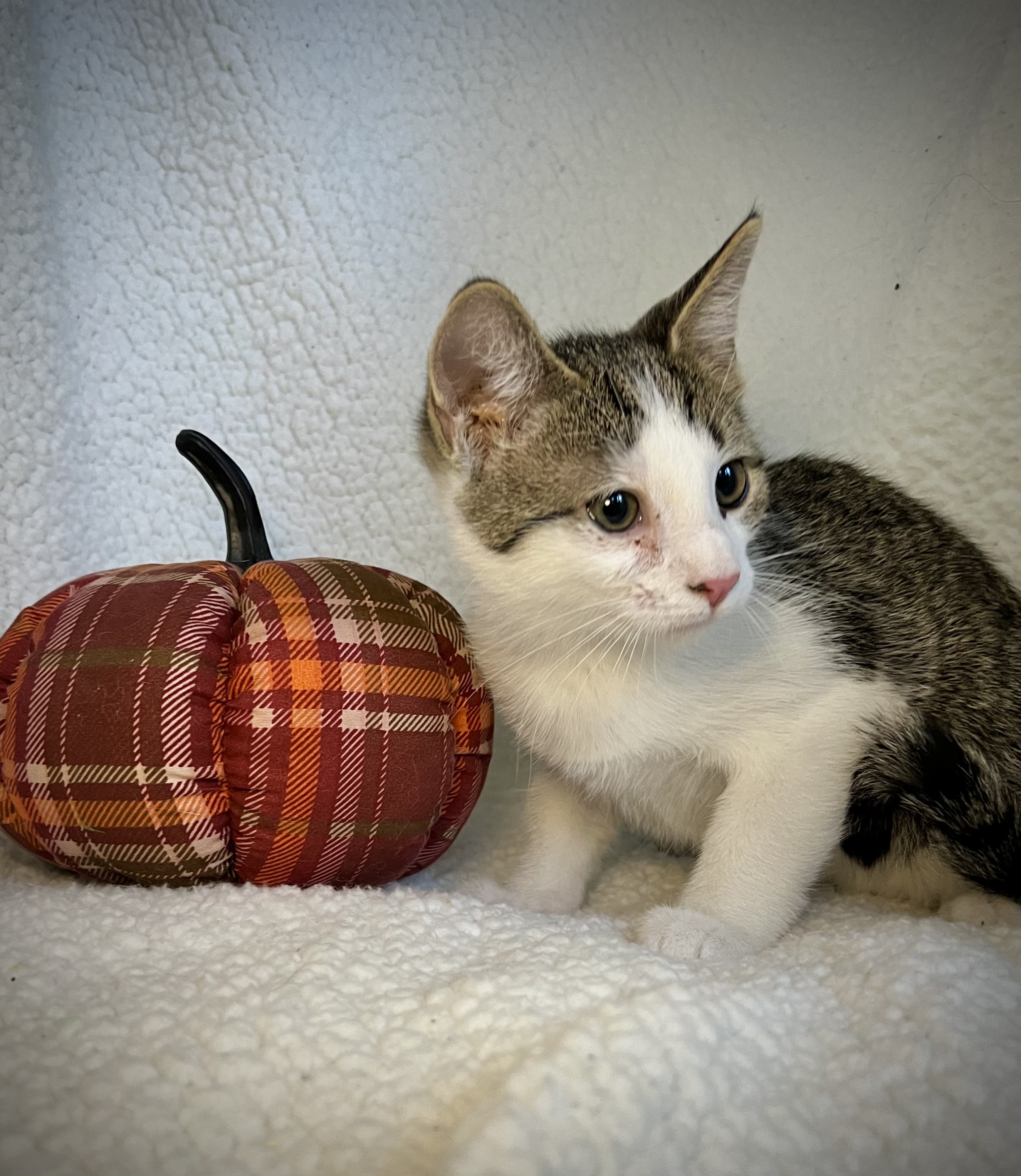 Snow, a Adoptable mixed breed in Greensboro, NC image 3/4