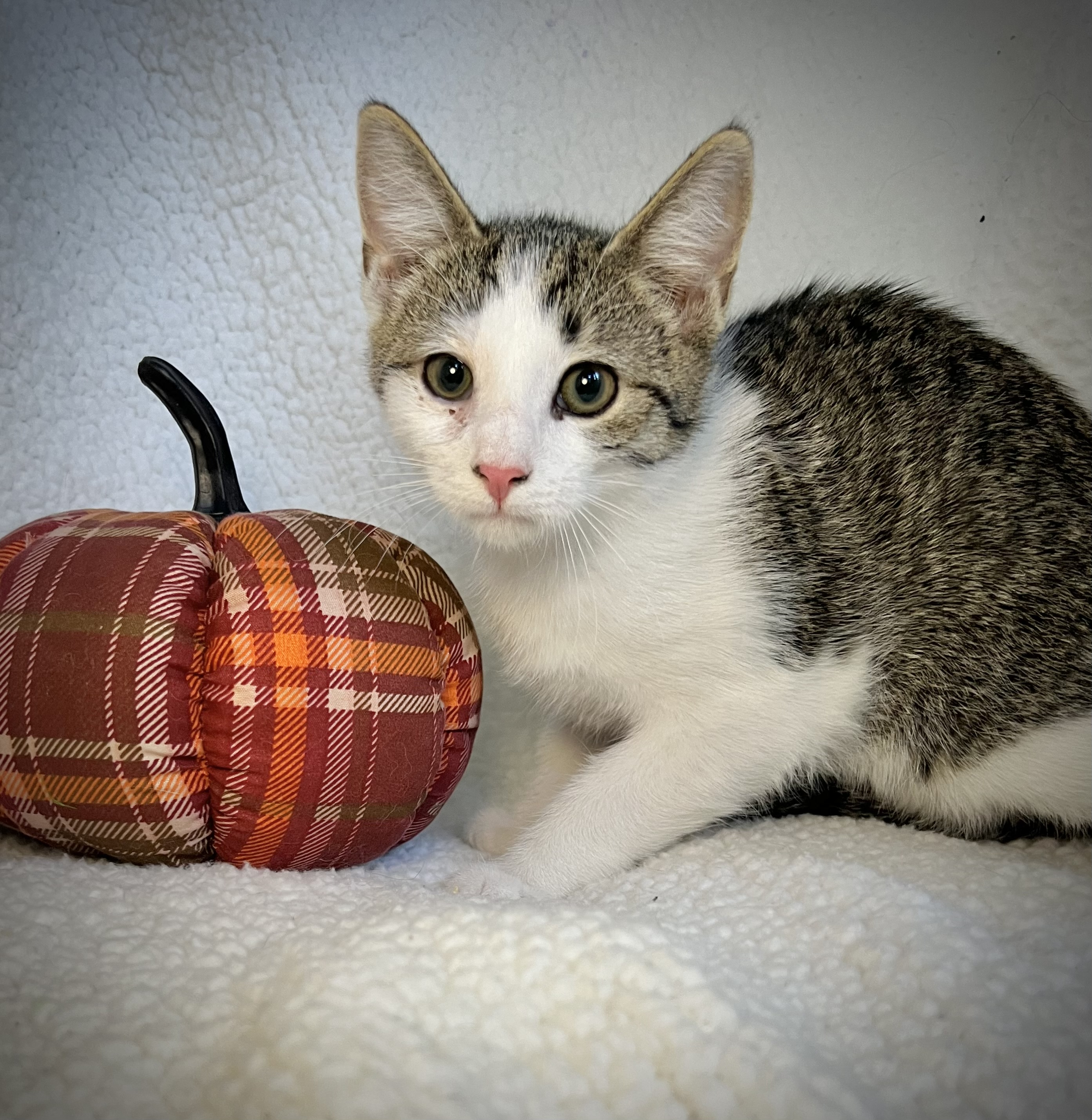 Snow, a Adoptable mixed breed in Greensboro, NC image 4/4