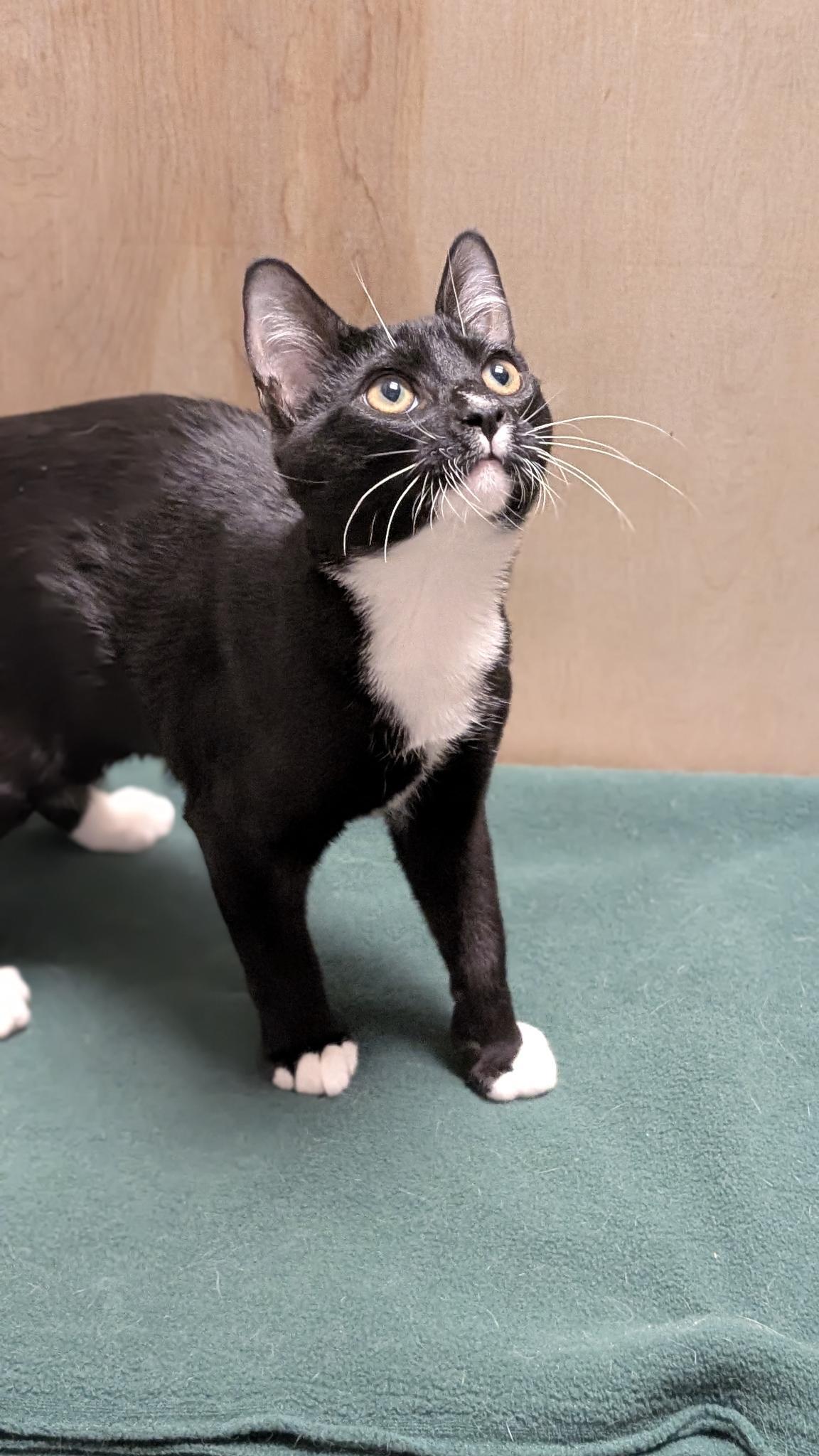 Enlarge Snooky, a ADOPTABLE Domestic Short Hair in Petaluma, CA image 4/5