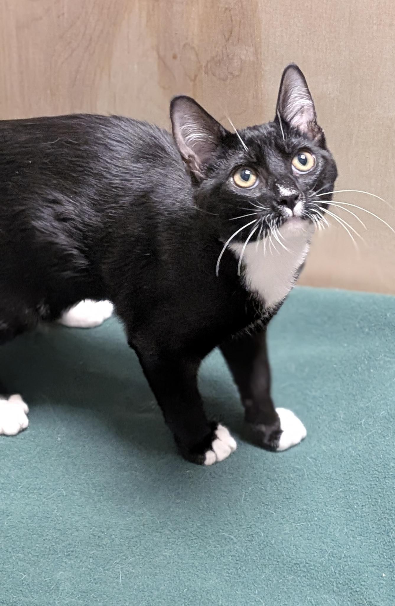 Enlarge Snooky, a ADOPTABLE Domestic Short Hair in Petaluma, CA image 3/5