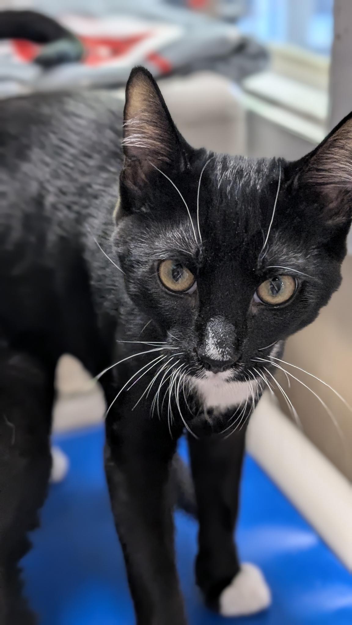Enlarge Snooky, a ADOPTABLE Domestic Short Hair in Petaluma, CA image 1/5
