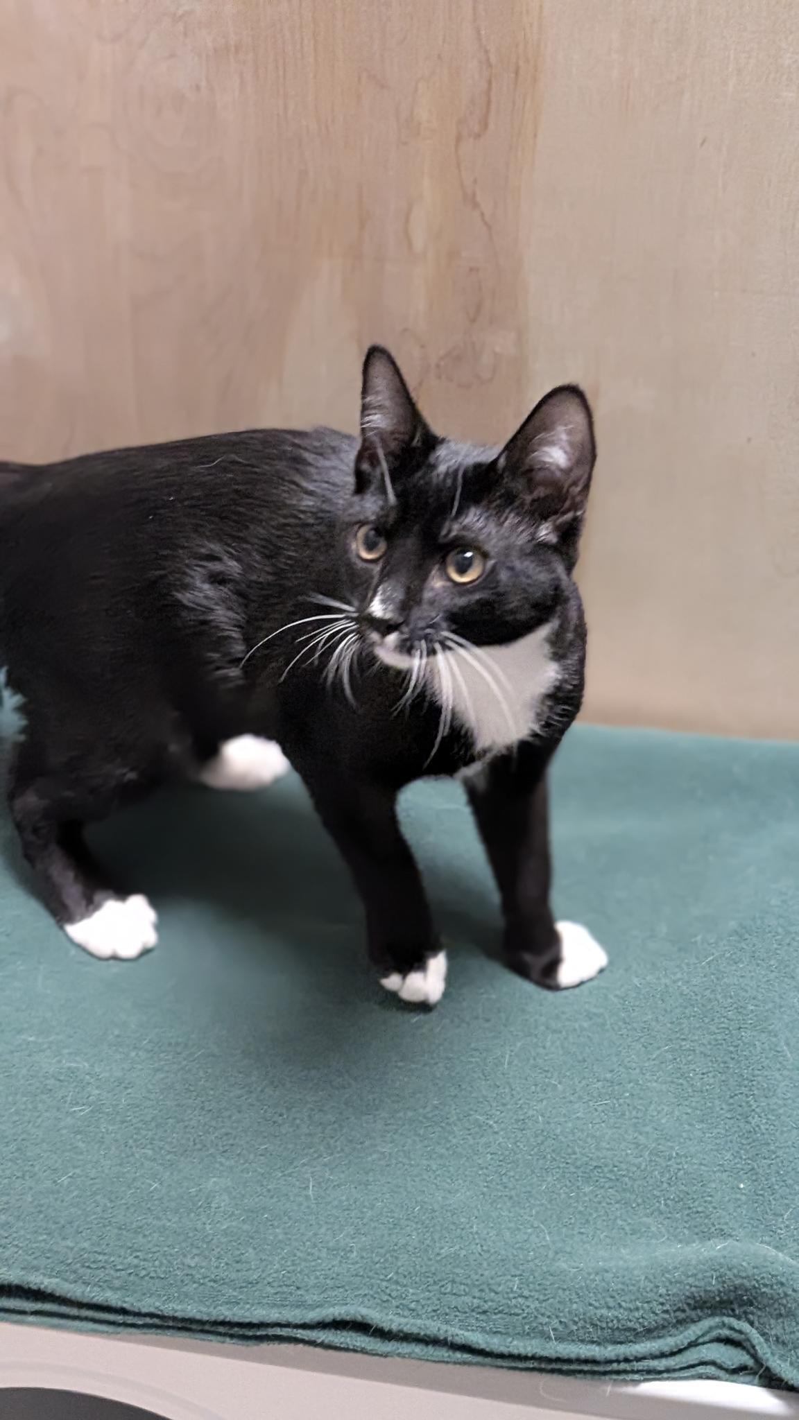 Enlarge Snooky, a ADOPTABLE Domestic Short Hair in Petaluma, CA image 5/5