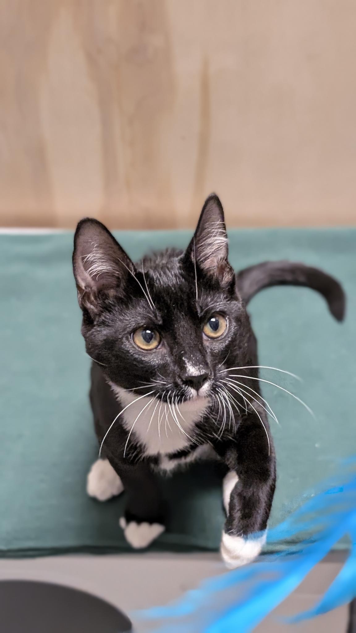 Enlarge Snooky, a ADOPTABLE Domestic Short Hair in Petaluma, CA image 2/5
