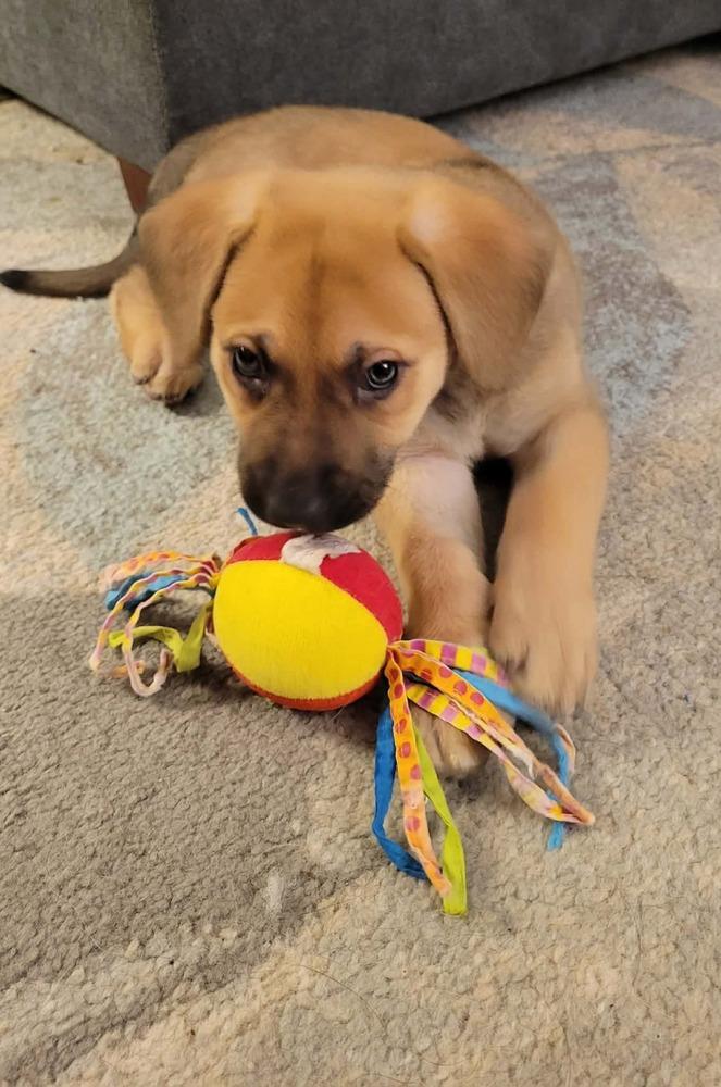 Enlarge Merle, a ADOPTABLE mixed breed in China Township, MI image 2/4