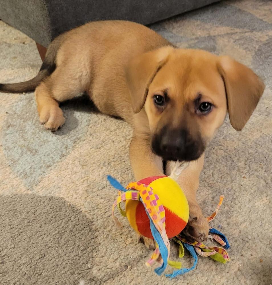 Enlarge Merle, a ADOPTABLE mixed breed in China Township, MI image 1/4