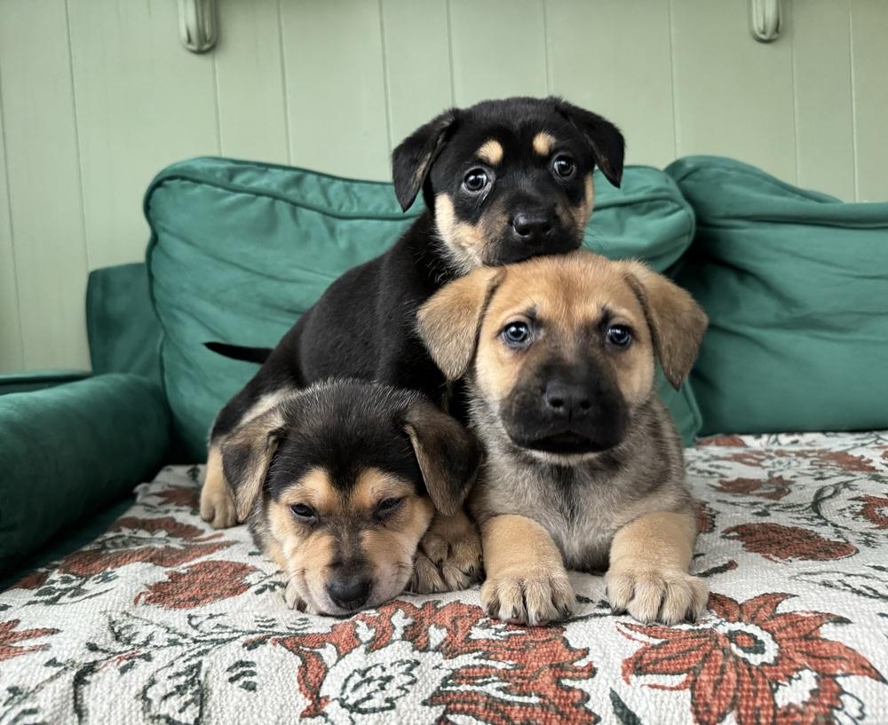 Enlarge Merle, a ADOPTABLE mixed breed in China Township, MI image 3/4