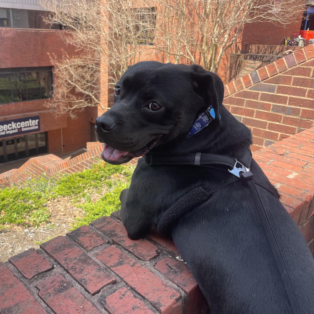 Duke, a Adoptable mixed breed in Washington, DC image 1/5