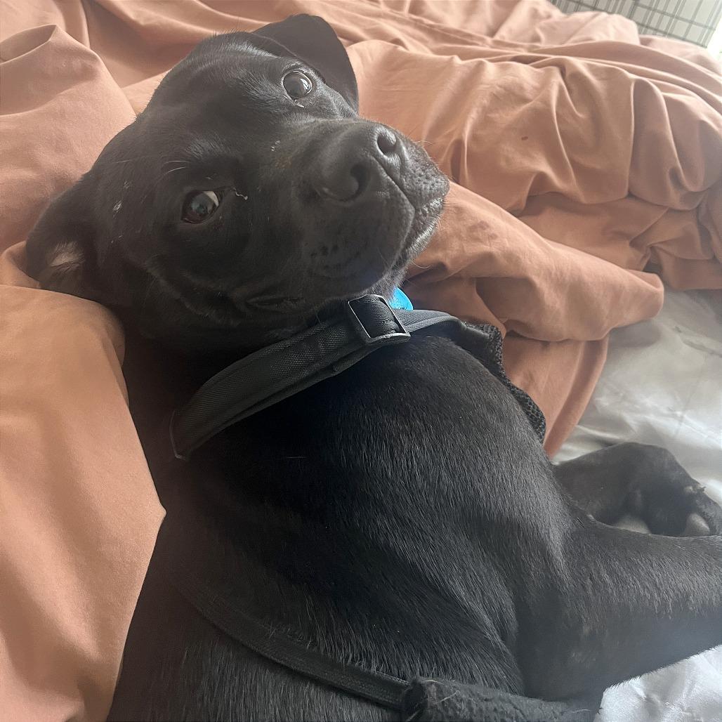 Duke, a Adoptable mixed breed in Washington, DC image 3/5