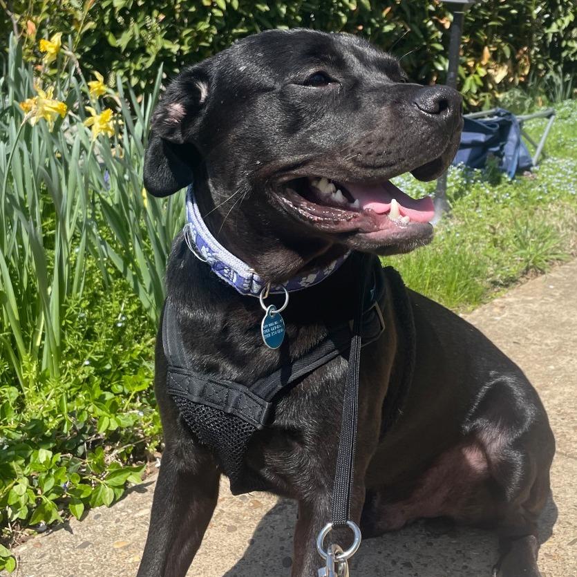Duke, a Adoptable mixed breed in Washington, DC image 4/5