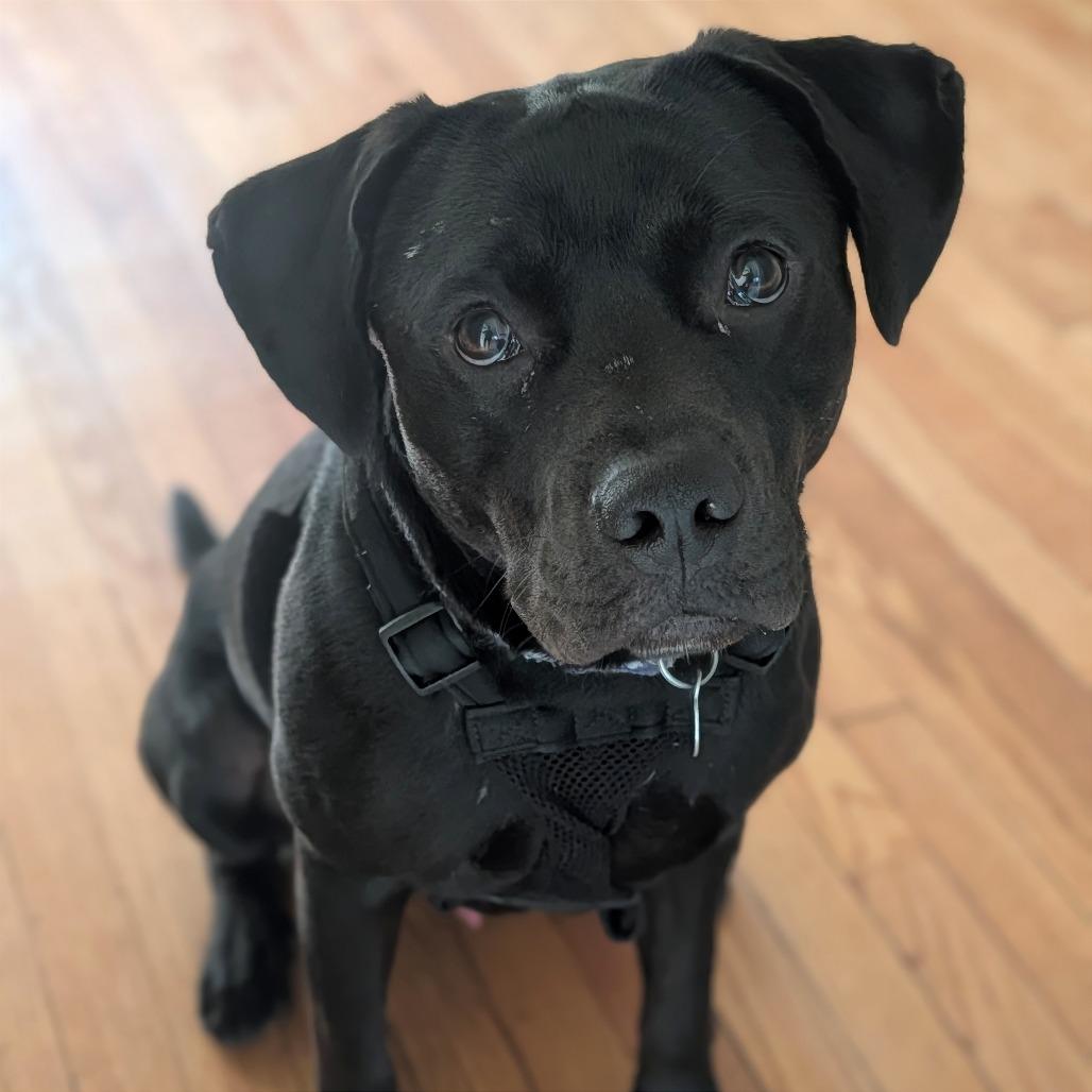 Duke, a Adoptable mixed breed in Washington, DC image 5/5