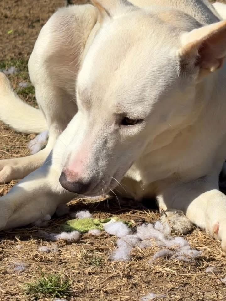 Sati, a Adoptable mixed breed in Monroeville , PA image 6/6