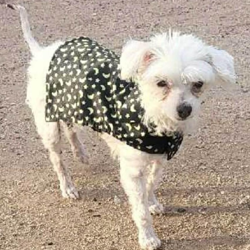 Baby aka Rapunzel , an adopted Maltese in Marana, AZ image 3/4