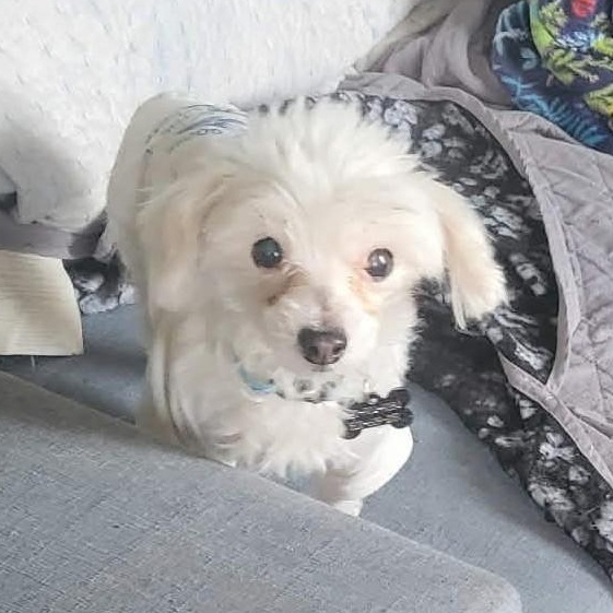 Baby aka Rapunzel , an adopted Maltese in Marana, AZ image 4/4