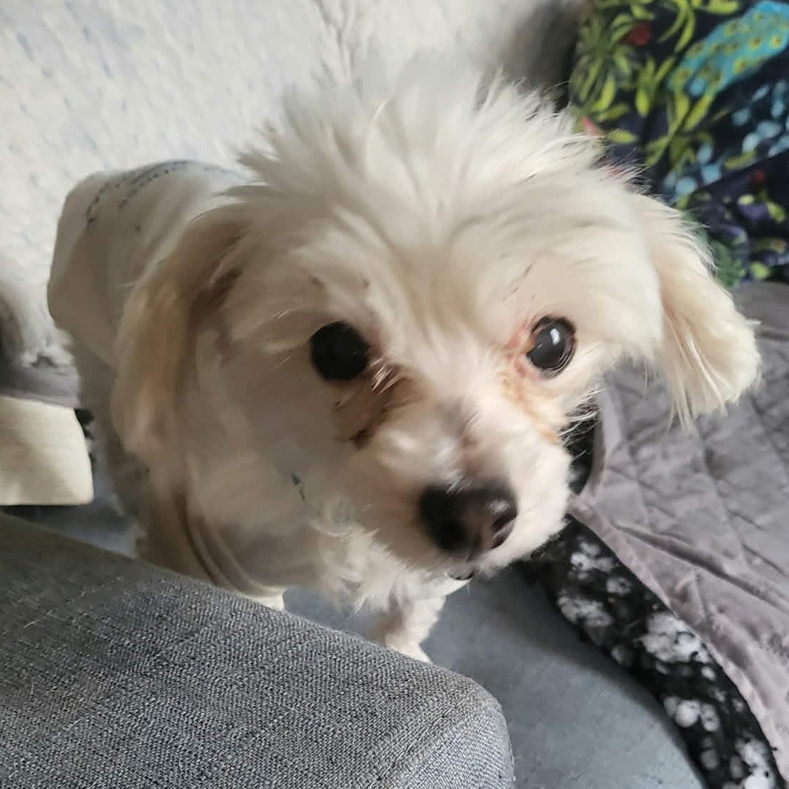 Baby aka Rapunzel , adopted, Adult Female Maltese.