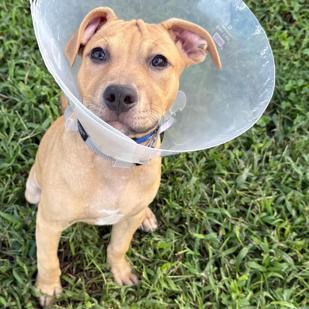 Enlarge Berrie, a Adoptable mixed breed in Wilmington, DE image 1/2
