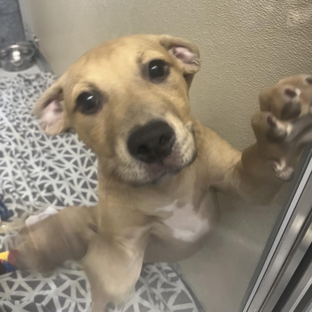 Enlarge Berrie, a Adoptable mixed breed in Wilmington, DE image 2/2