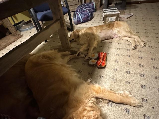 Enlarge WATUSI, an adopted Golden Retriever in Millerstown, PA image 5/5