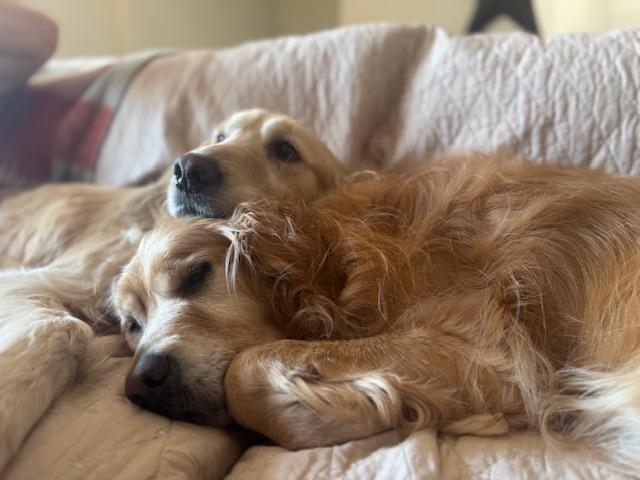 Enlarge WATUSI, an adopted Golden Retriever in Millerstown, PA image 2/5