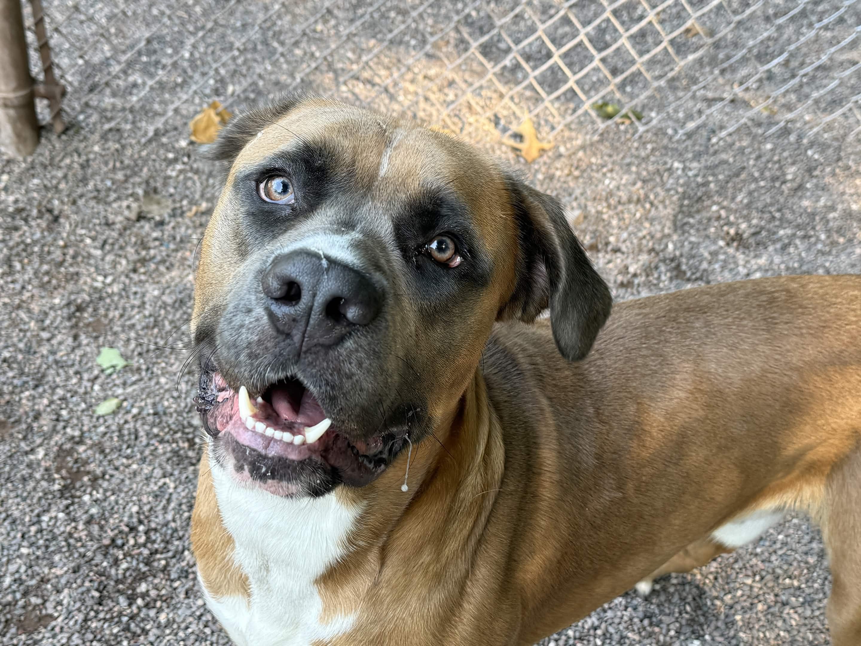Biff, a ADOPTABLE Mixed Breed in Houghton, MI image 1/5