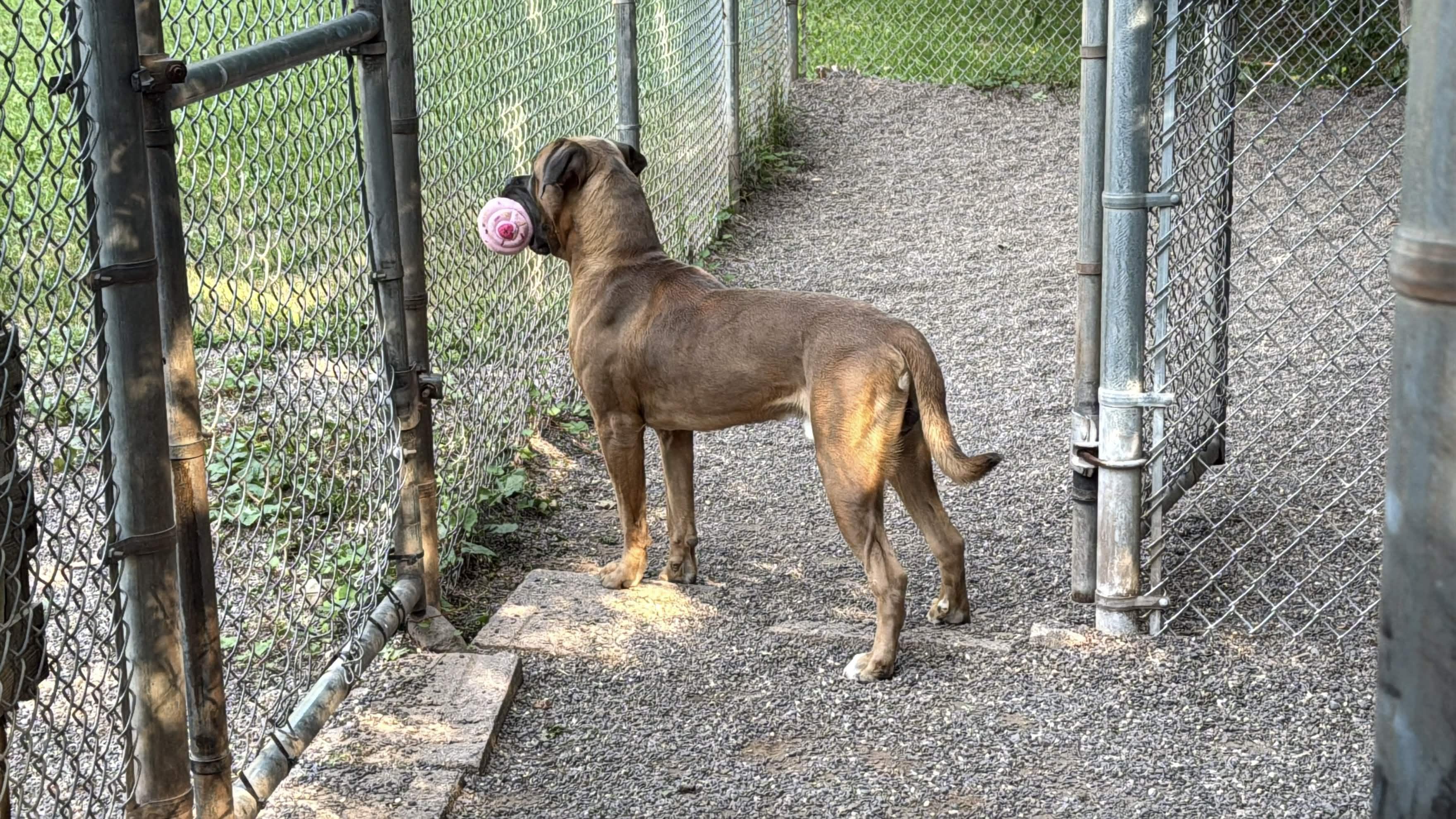 Biff, a ADOPTABLE Mixed Breed in Houghton, MI image 5/5