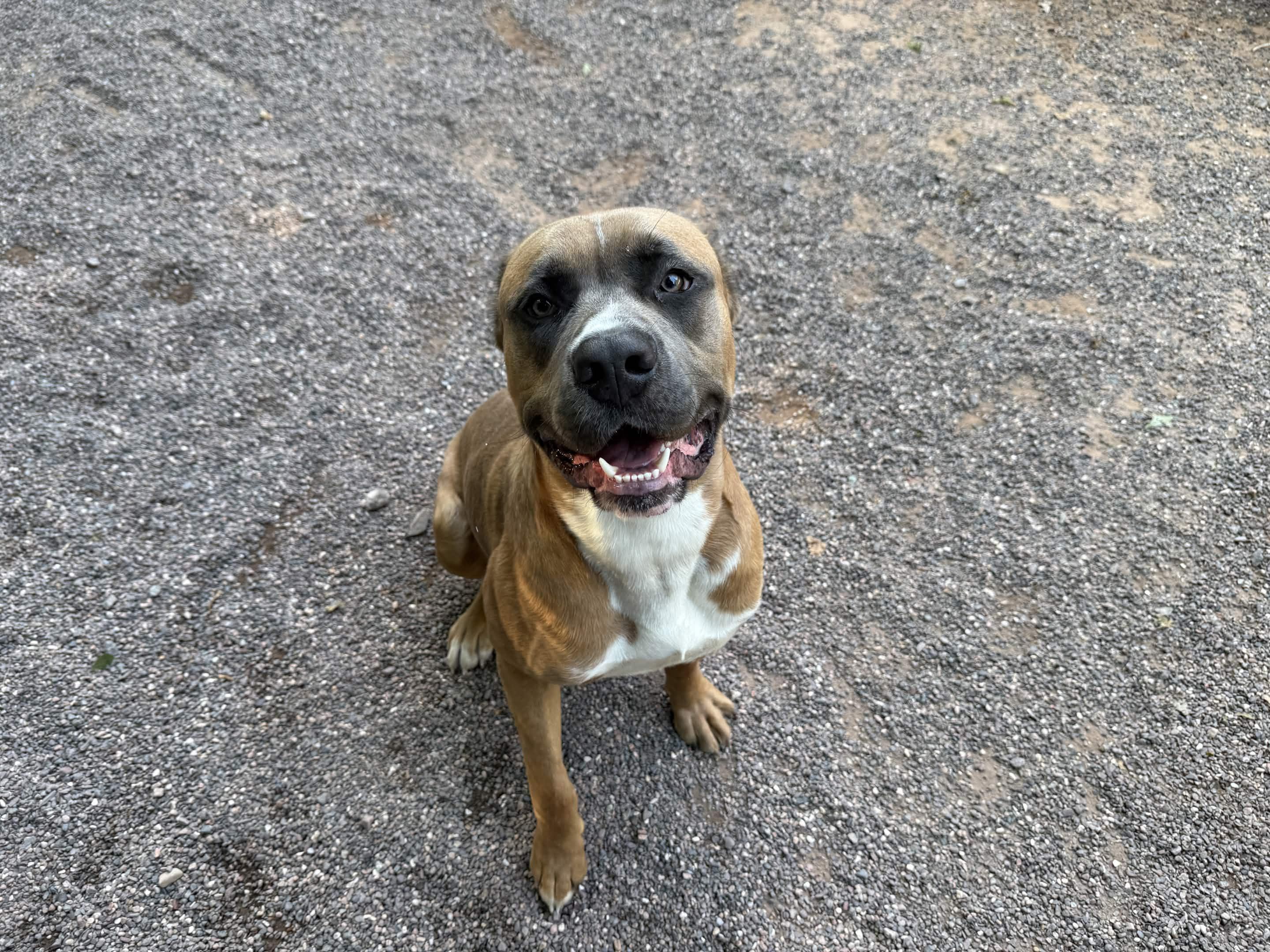 Biff, a ADOPTABLE Mixed Breed in Houghton, MI image 4/5