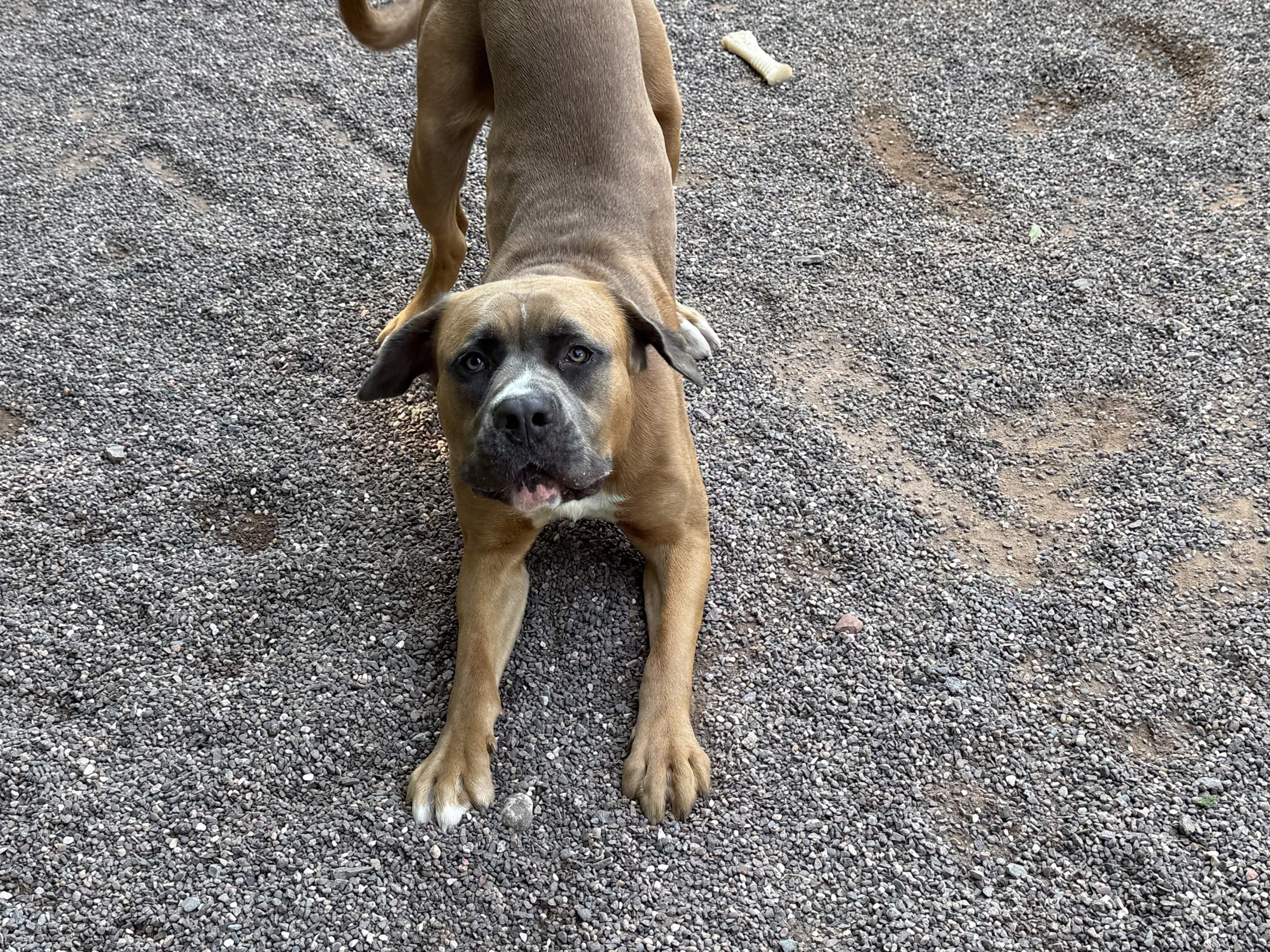 Biff, a ADOPTABLE Mixed Breed in Houghton, MI image 3/5