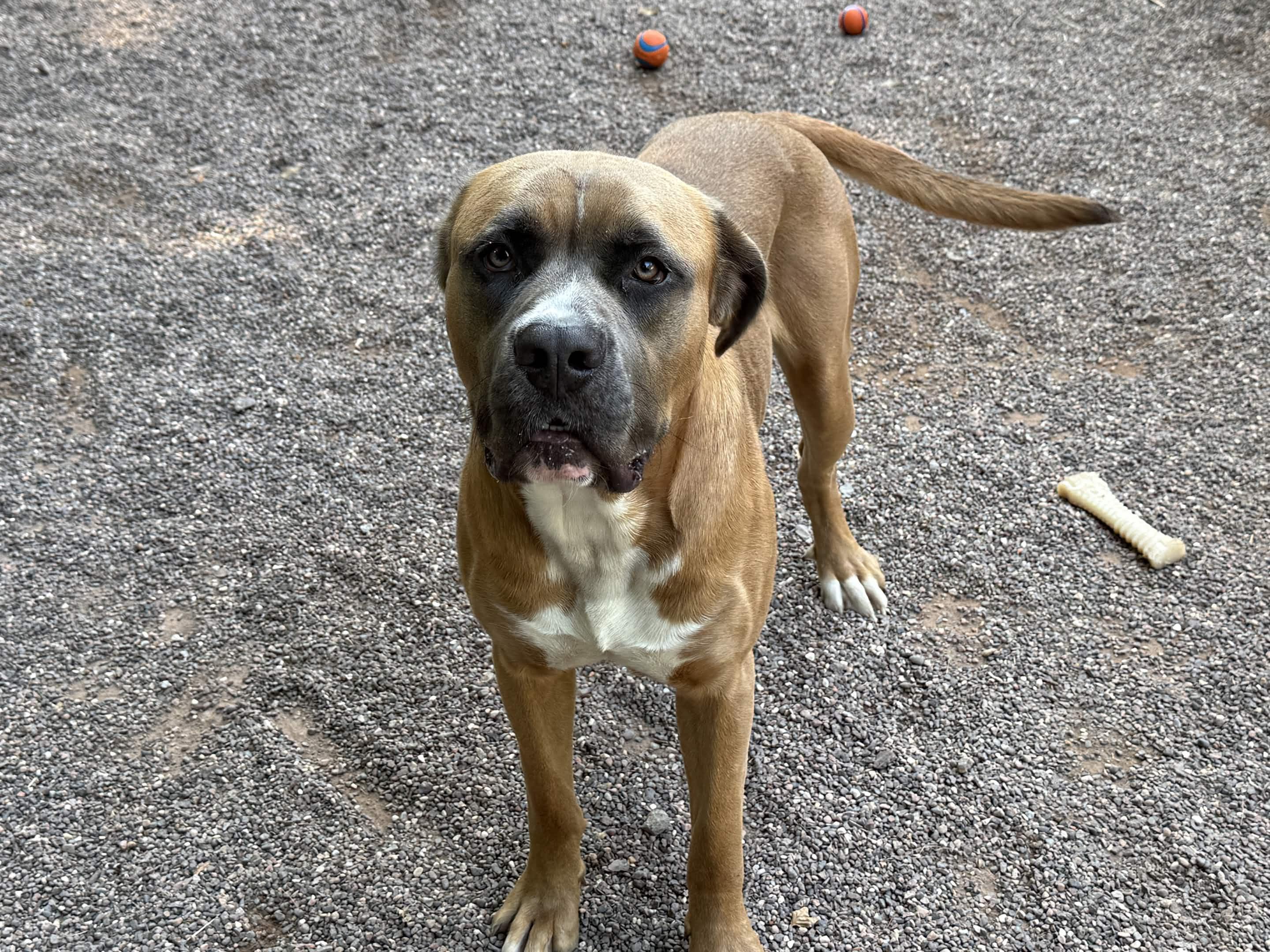 Biff, a ADOPTABLE Mixed Breed in Houghton, MI image 2/5