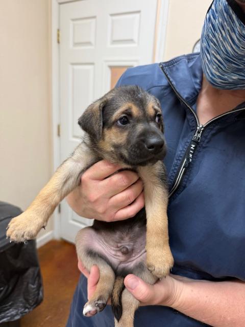 Meet Puppy Thorne — Needing a home for the holidays!