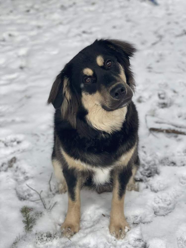 Icing, Adopted, Young Male Great Pyrenees.