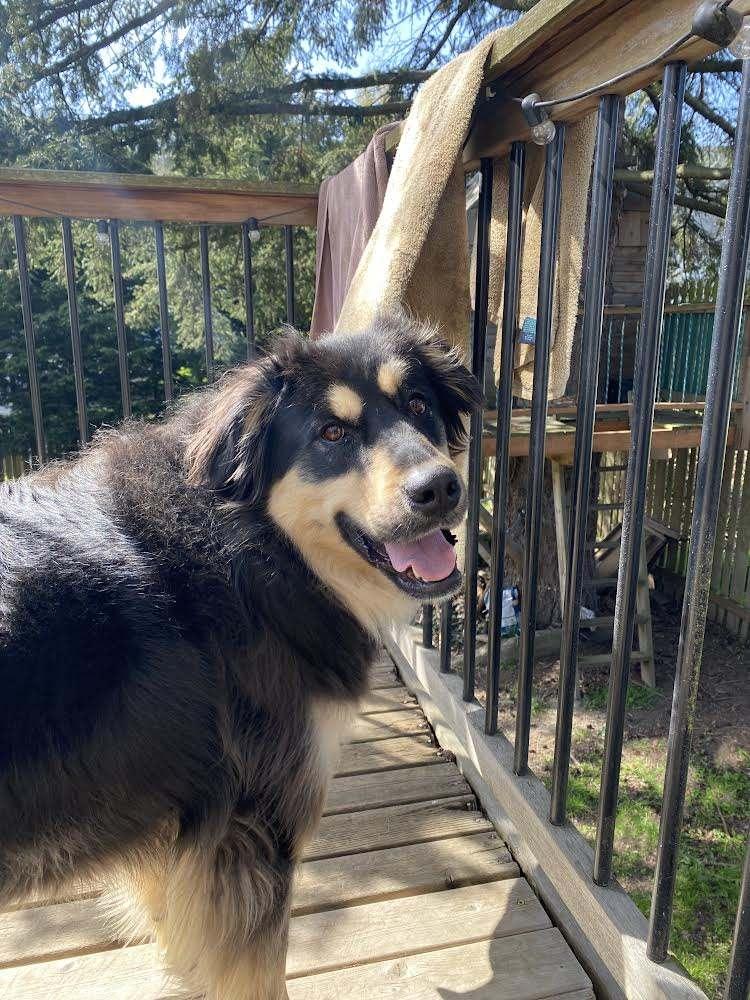 Enlarge Icing, a Adopted Great Pyrenees in Olalla, WA image 3/3