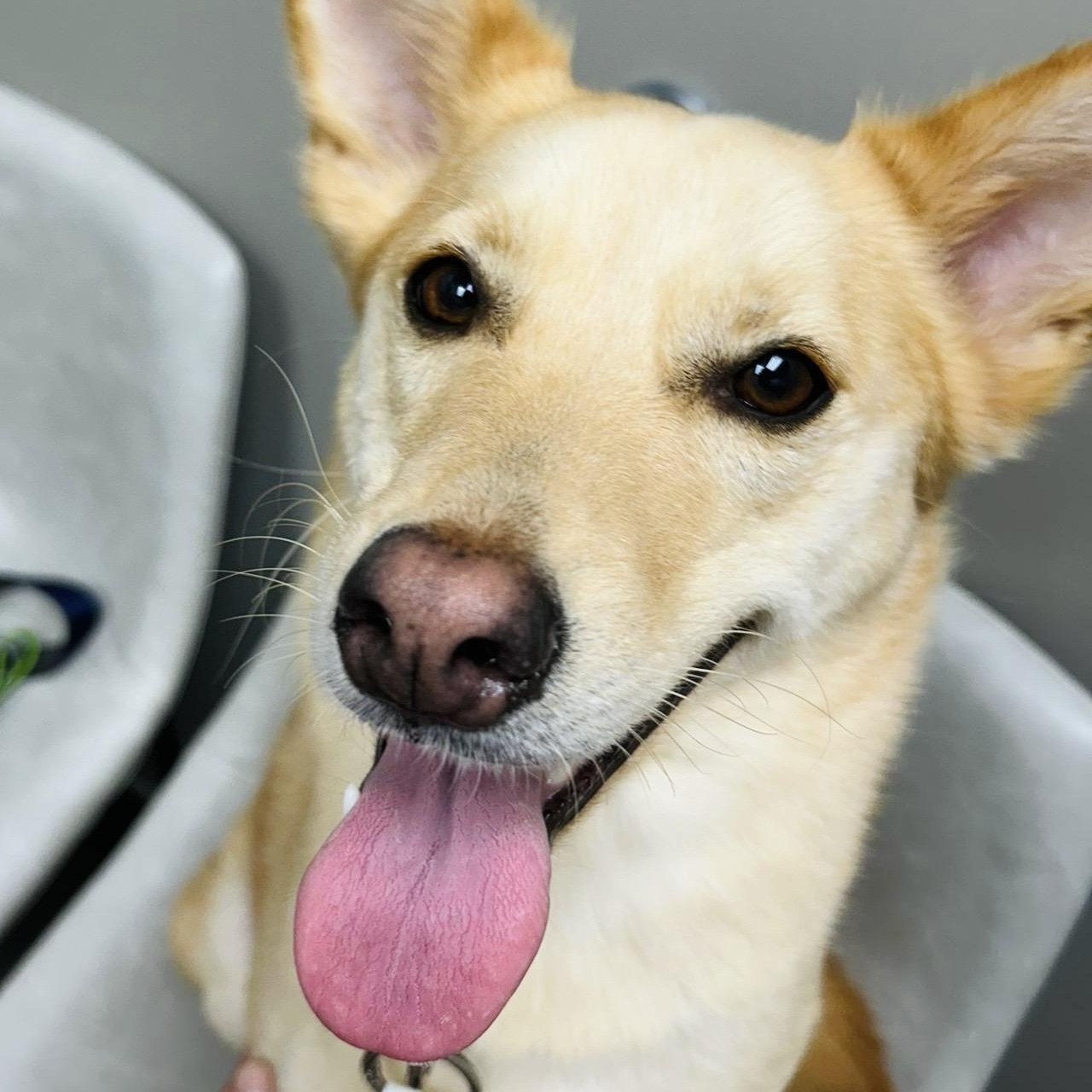 Eevee, Adopted, Puppy Female Mixed Breed.