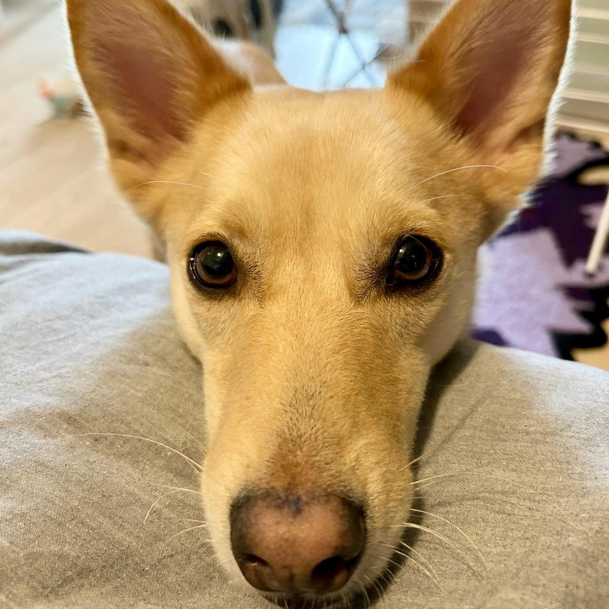 Enlarge Eevee, a Adopted mixed breed in Toronto, ON image 3/6