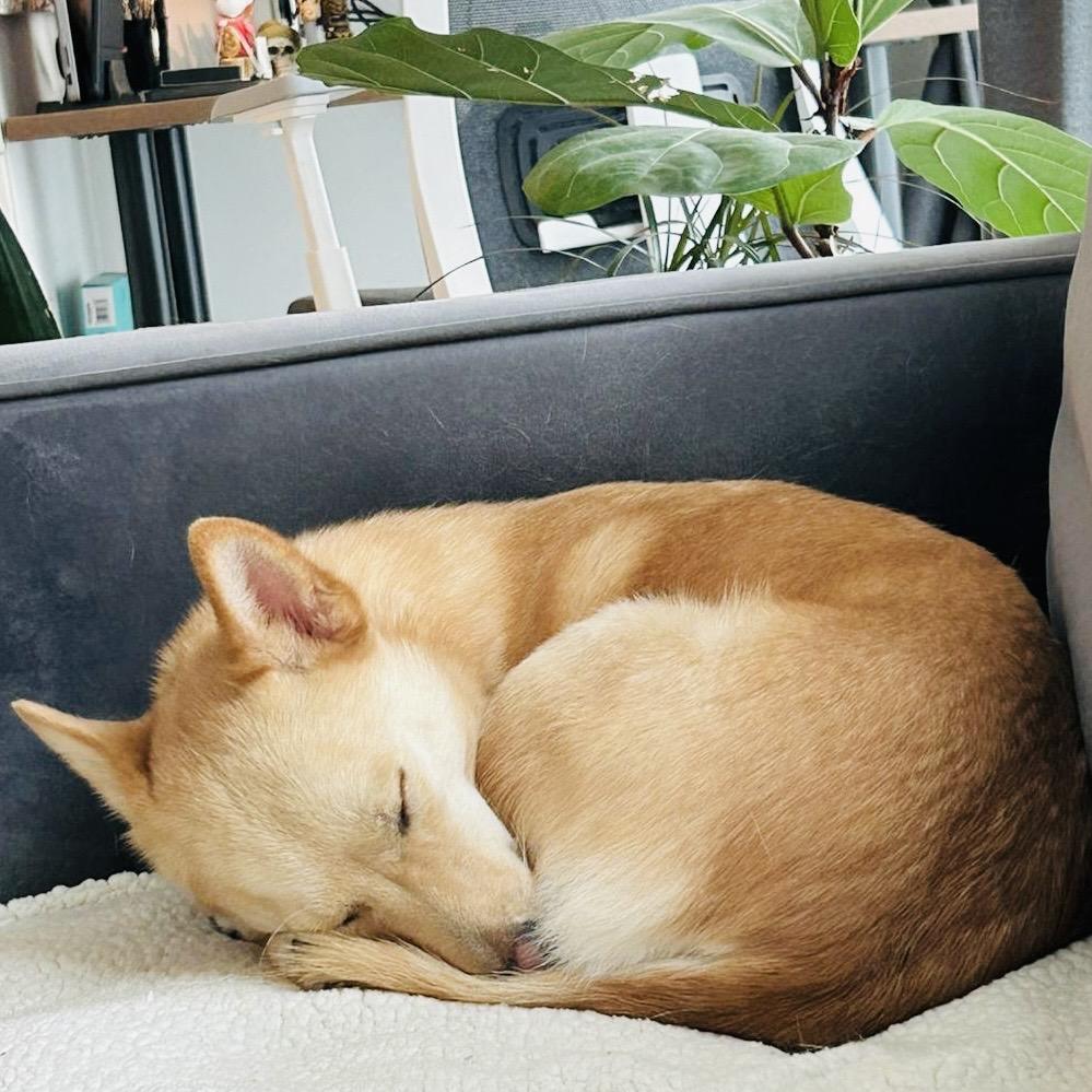 Enlarge Eevee, a Adopted mixed breed in Toronto, ON image 4/6