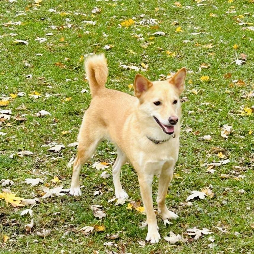 Enlarge Eevee, a Adopted mixed breed in Toronto, ON image 6/6