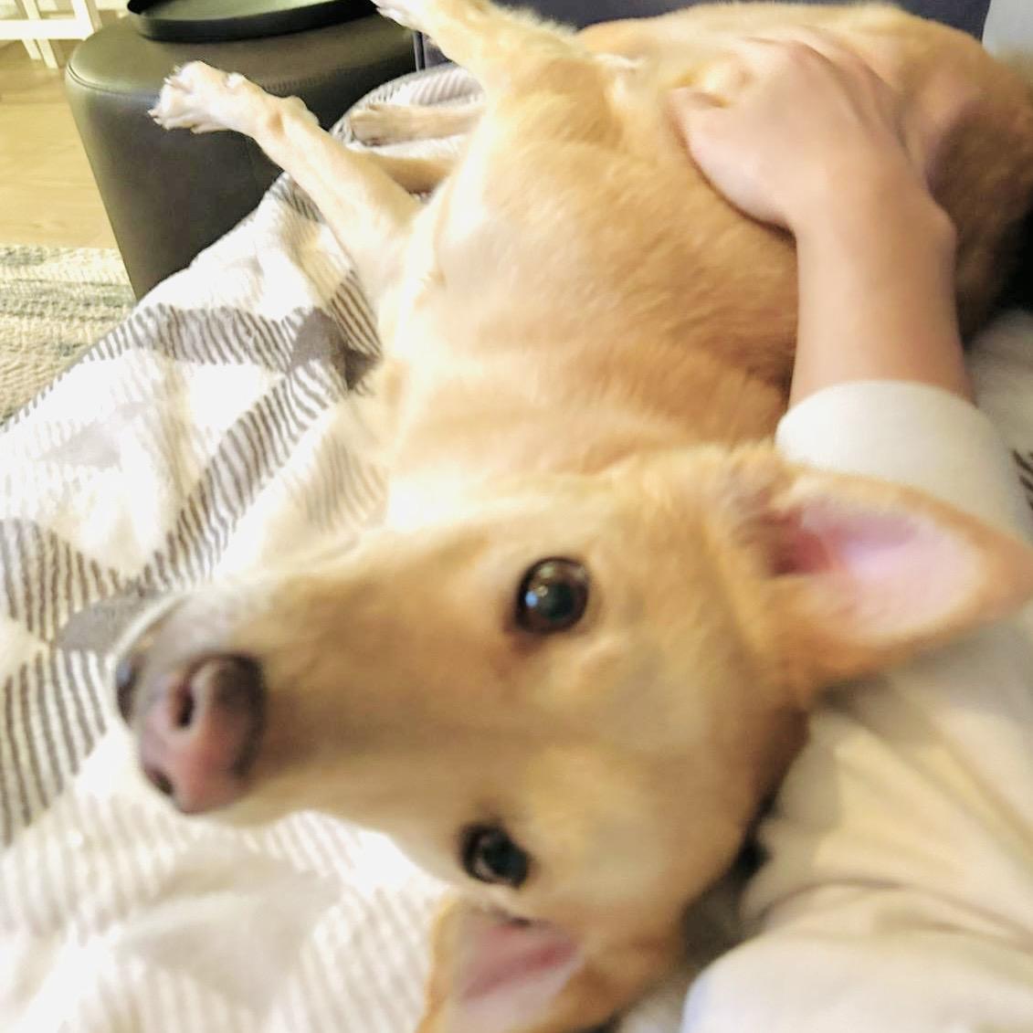 Enlarge Eevee, a Adopted mixed breed in Toronto, ON image 2/6