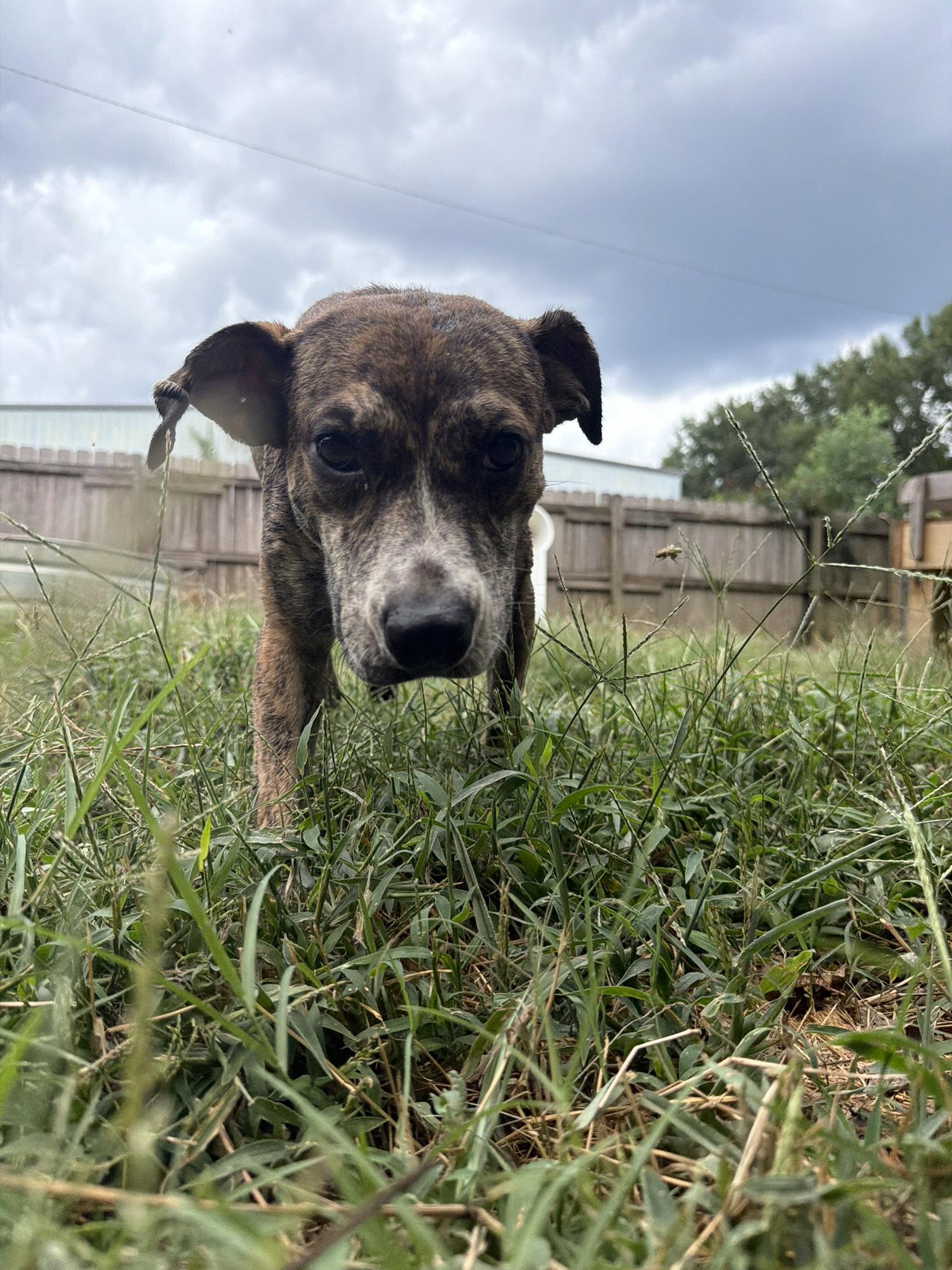 Lando, Adoptable, Young Male Mountain Cur & Plott Hound.