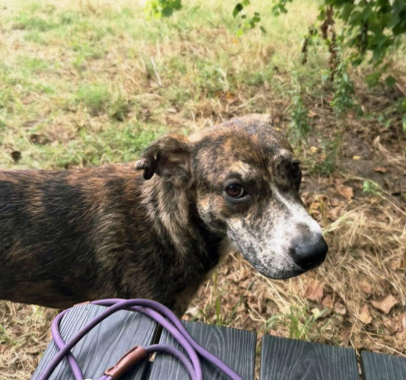 Enlarge Lando, a Adoptable mixed breed in Jackson, MS image 2/3