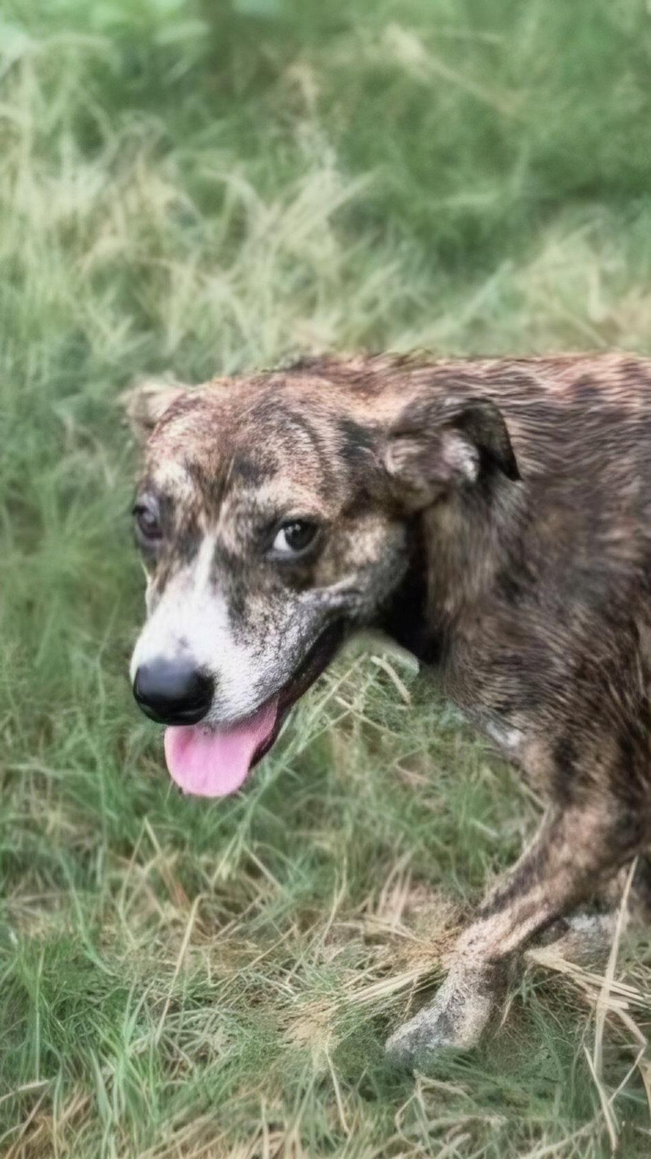 Enlarge Lando, a Adoptable mixed breed in Jackson, MS image 3/3