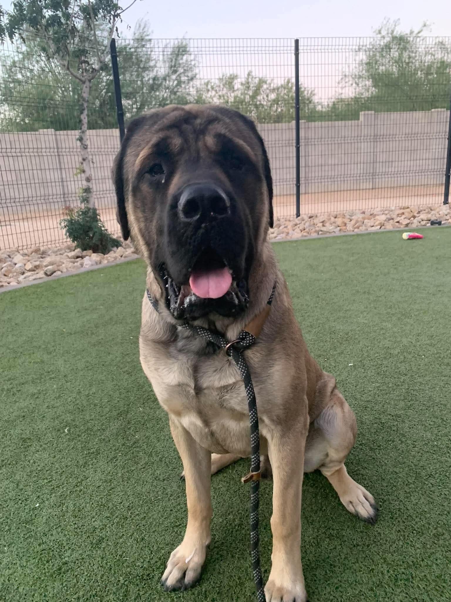 Enlarge Rubble, a Adoptable Mastiff in Mesa, AZ image 1/1