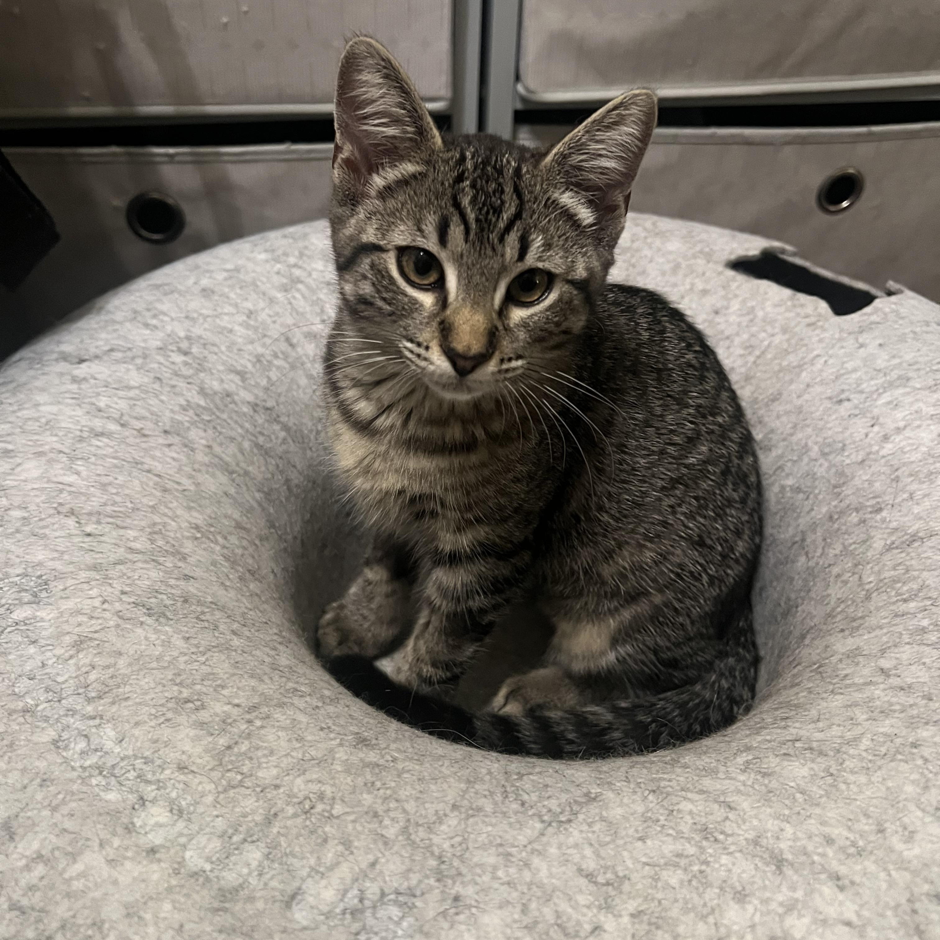 Gena, Baby Female Domestic Short Hair