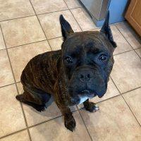 Enlarge Dave, a Adoptable Boxer in Davis, CA image 5/6