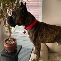 Enlarge Dave, a Adoptable Boxer in Davis, CA image 3/6