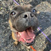 Enlarge Dave, a Adoptable Boxer in Davis, CA image 2/6