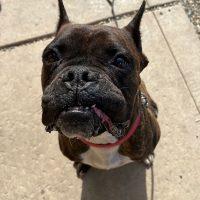 Dave, a Adoptable Boxer in Davis, CA image 1/6