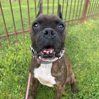 Dave, a Adoptable Boxer in Davis, CA image 6/6