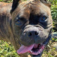 Dave, Adoptable, Adult Male Boxer.