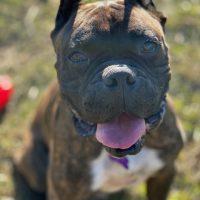 Enlarge Dave, a Adoptable Boxer in Davis, CA image 6/6