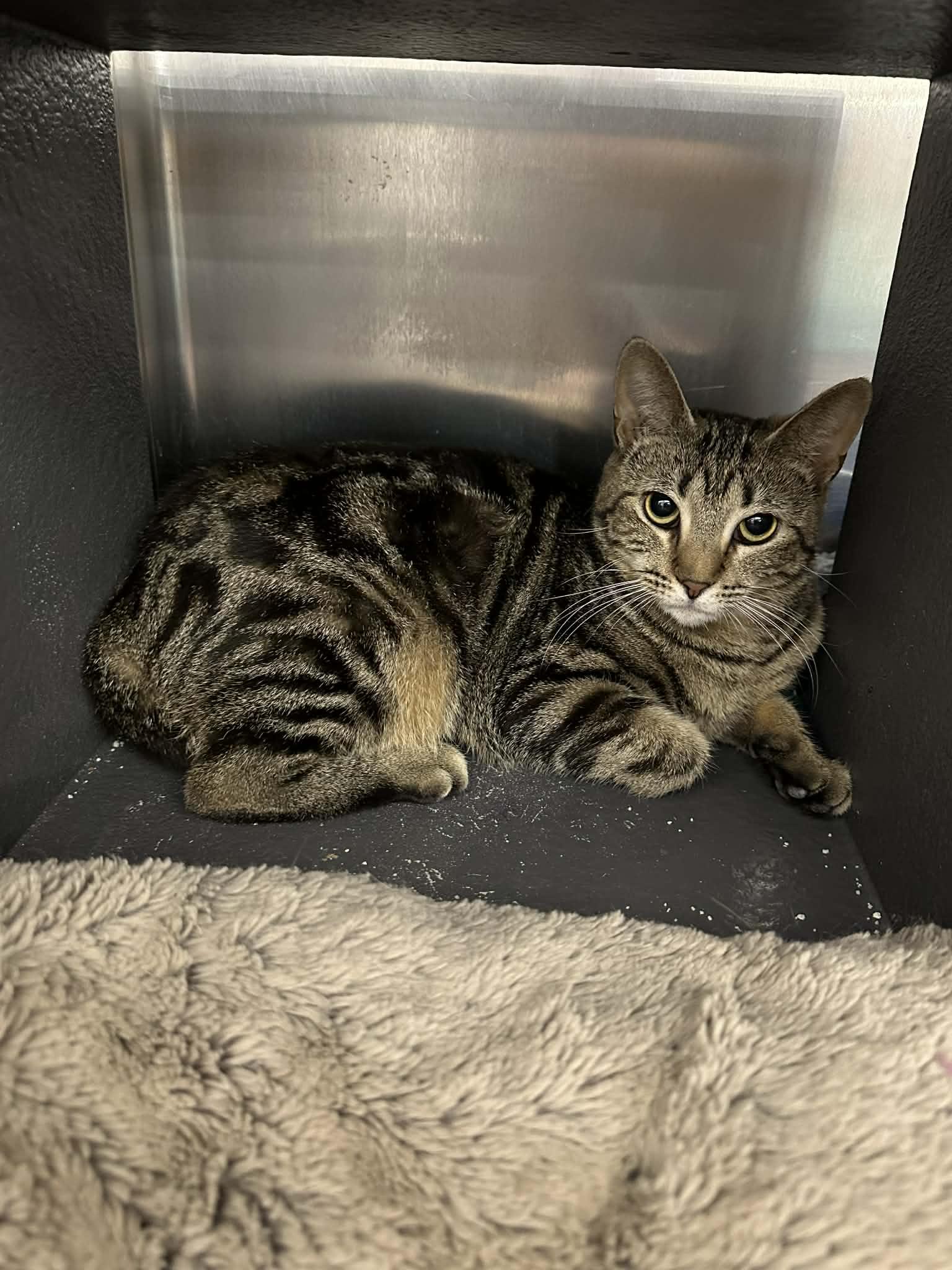 Secret, adopted, Adult Female Domestic Short Hair.