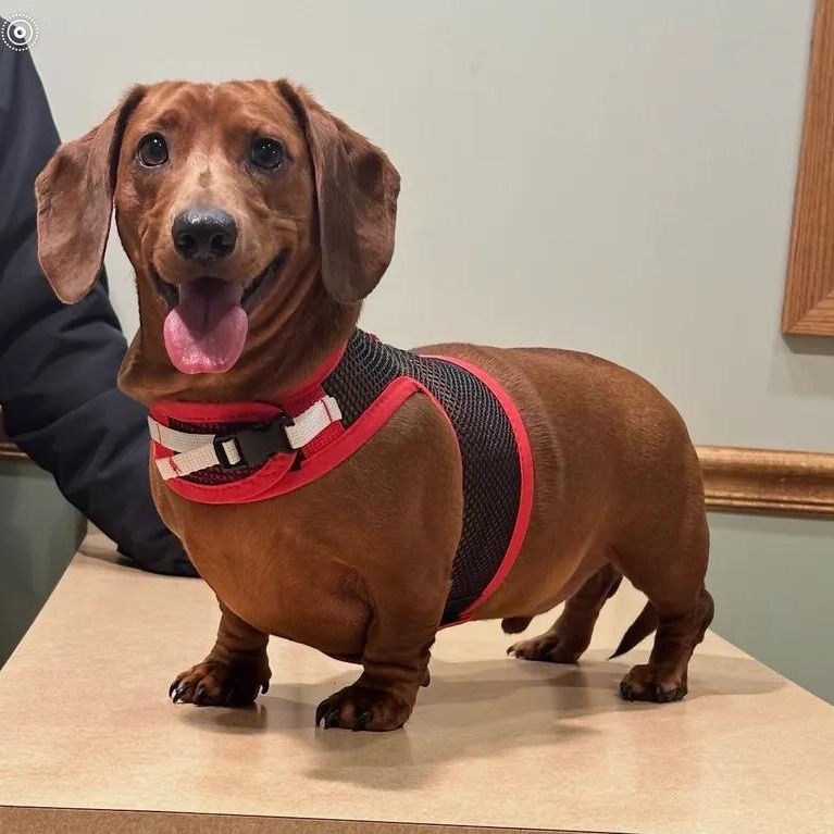 Enlarge Marvin - OHIO ONLY, a ADOPTABLE Dachshund in Lebanon, OH image 1/1
